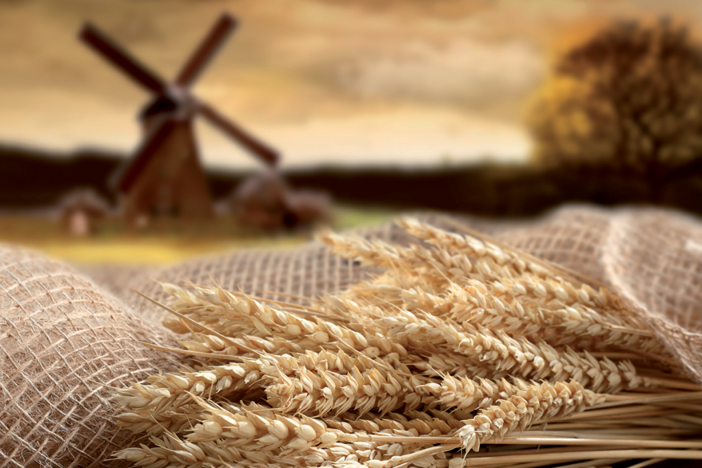 Quali differenze ci sono tra farina comune e grani antichi?