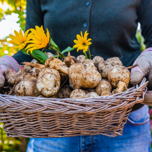 topinambur proprieta caratteristiche tubero