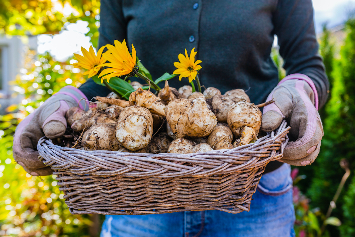 topinambur proprieta caratteristiche tubero