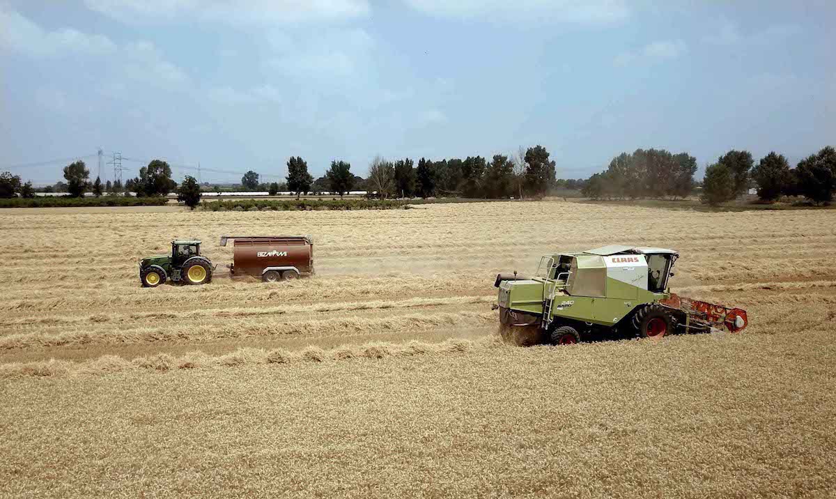 Campo grano Mulino Caputo