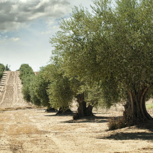 olio oliva siccità raccolto