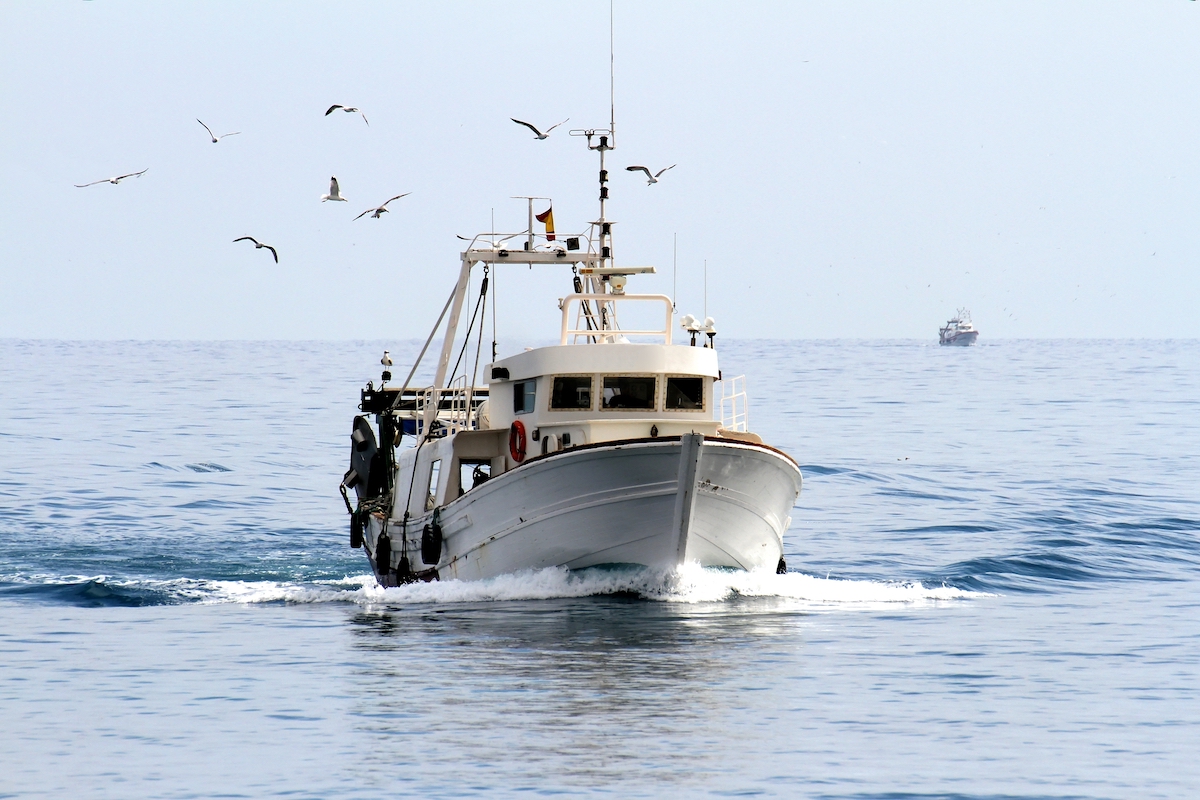 stop pesca adriatico pesce fresco