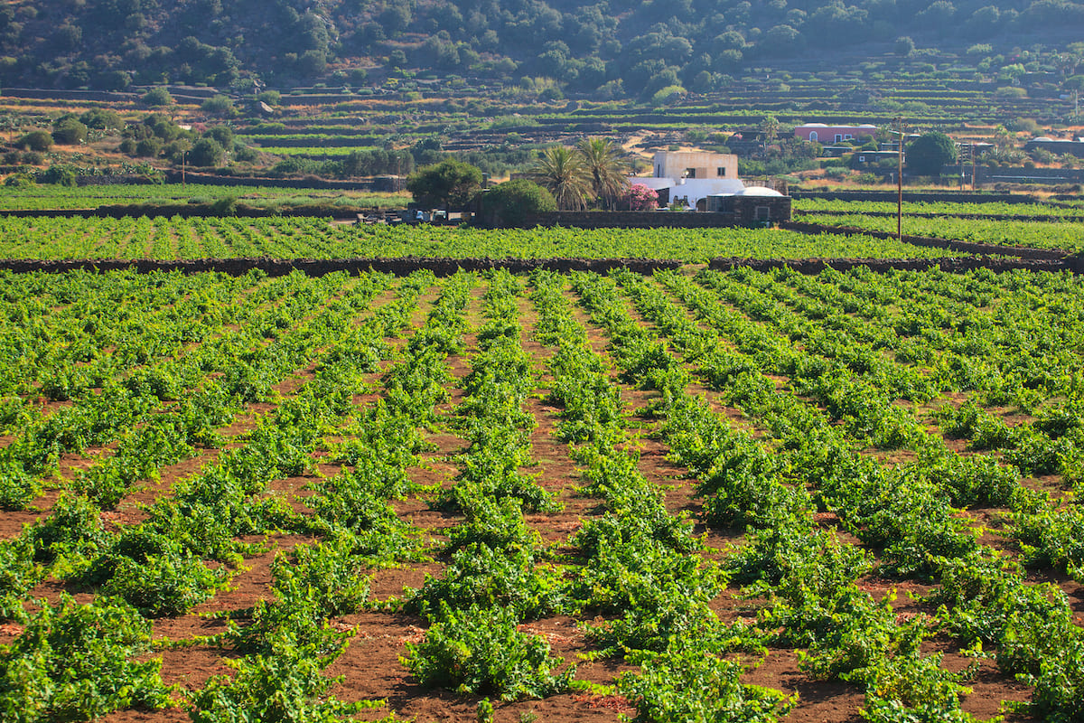 Passito pantelleria vino passitaly