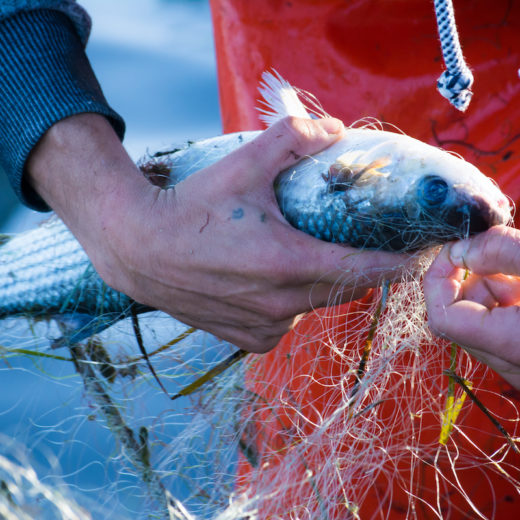 legge sulla pesca