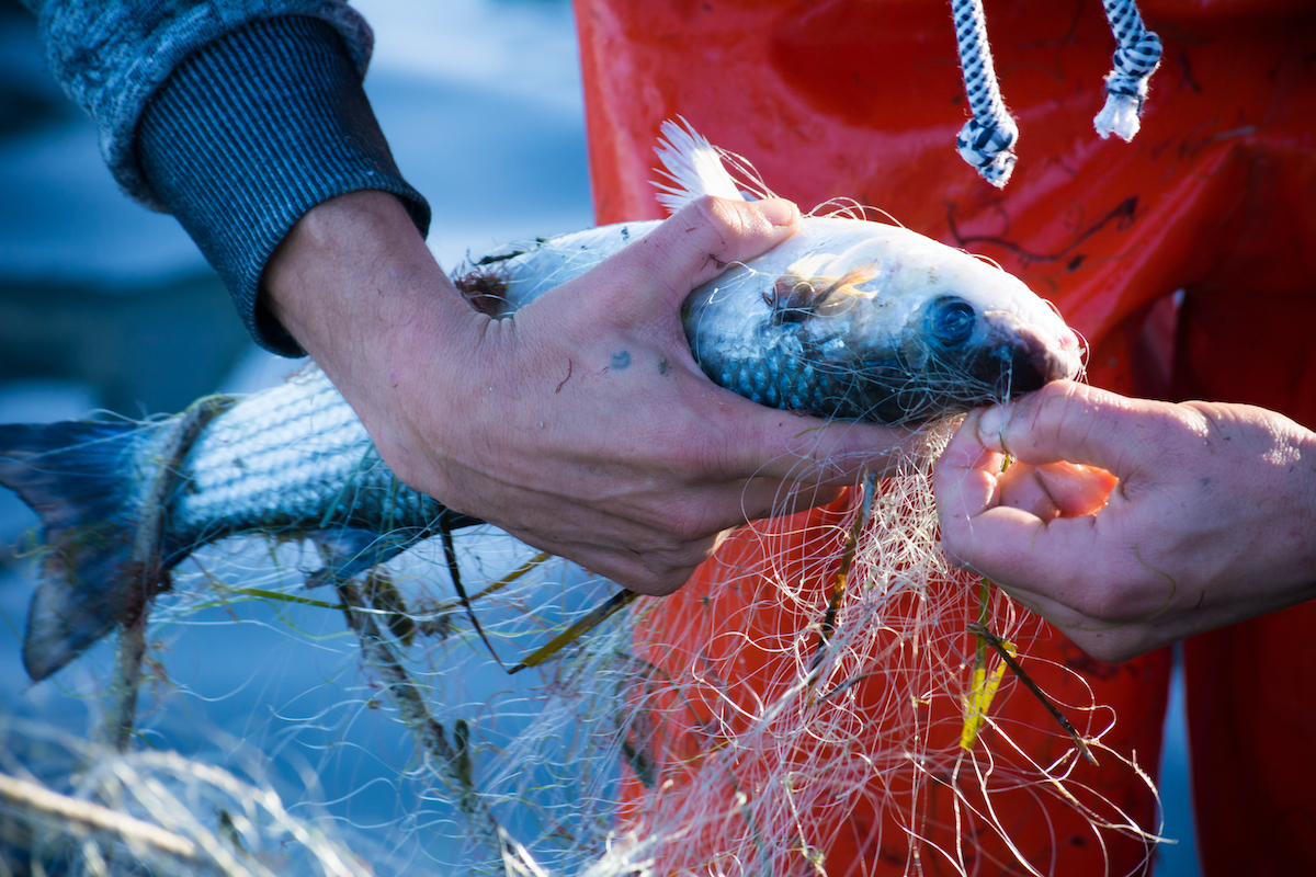 legge sulla pesca