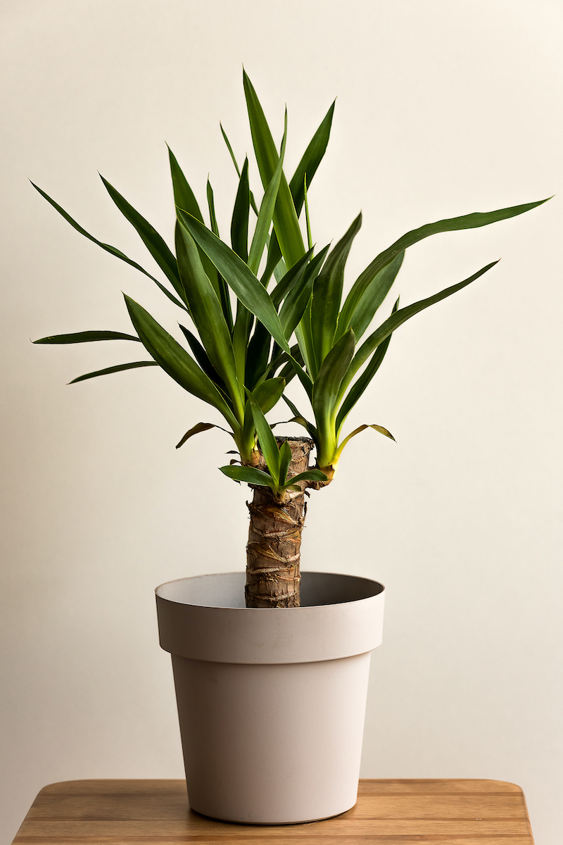 yucca albero