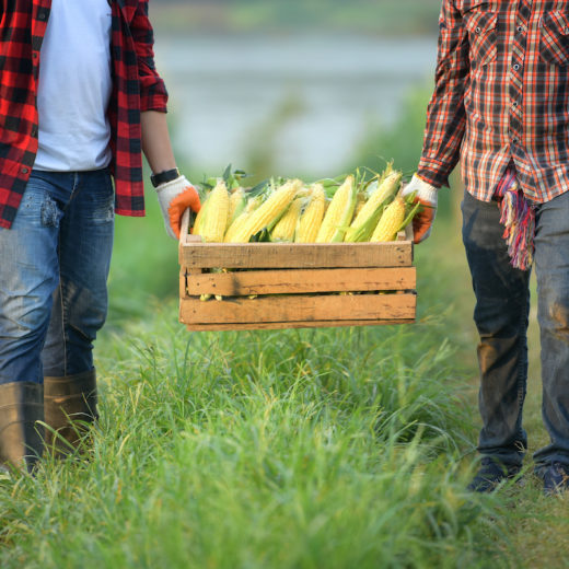 Distretti del cibo e street food agricoli