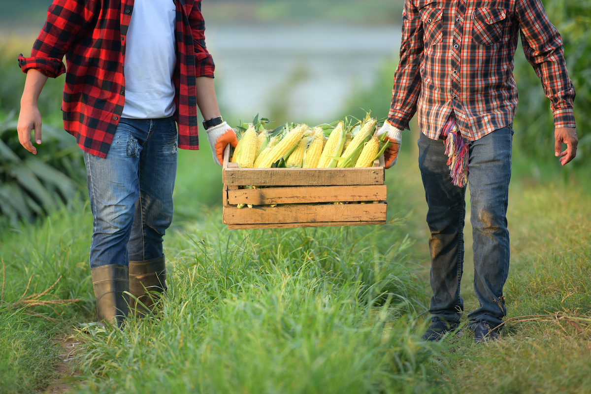 Distretti del cibo e street food agricoli