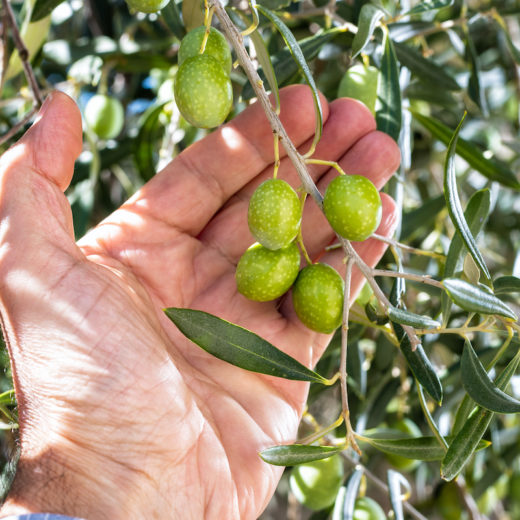 oli italiani oliva sardegna