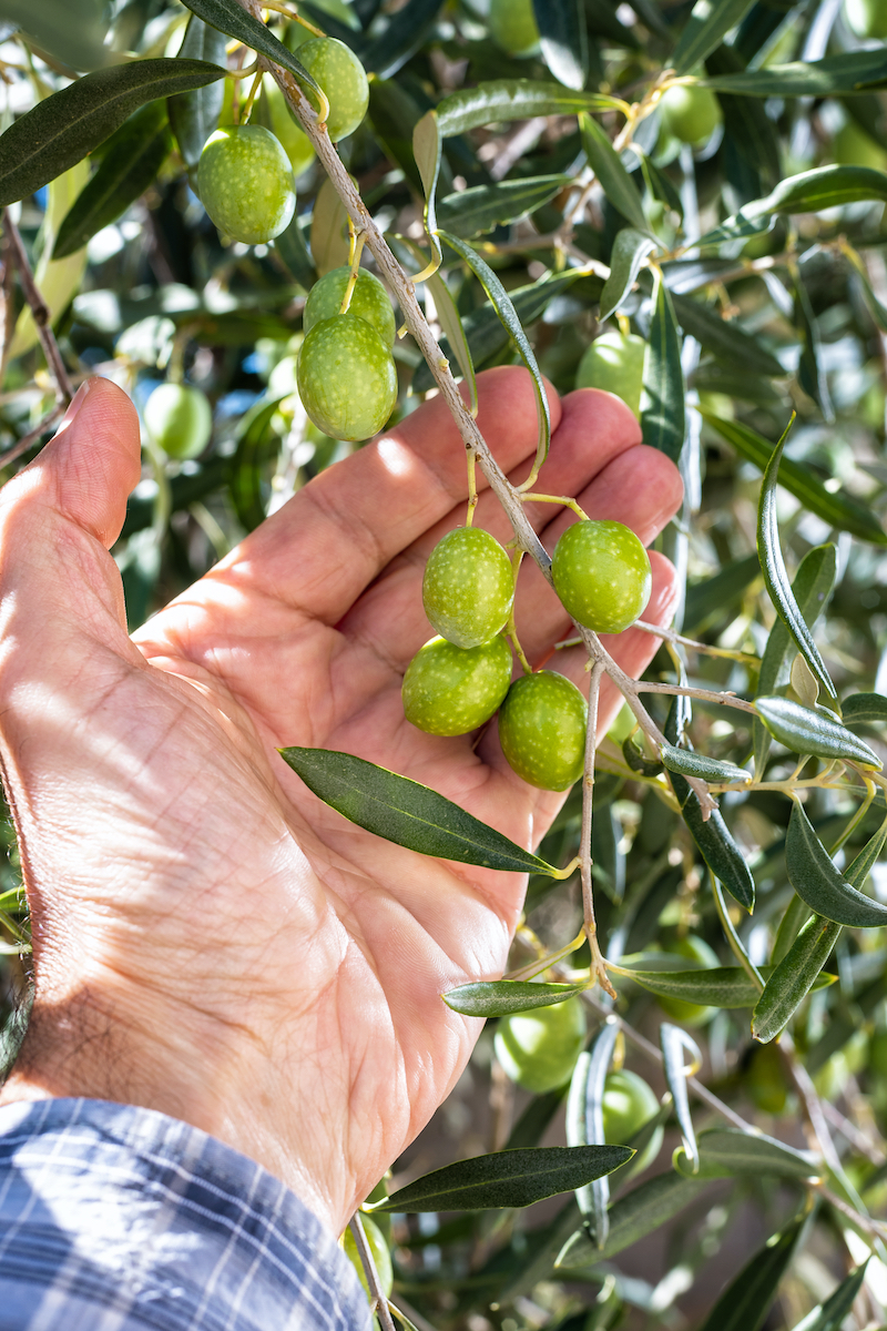 oli italiani oliva sardegna