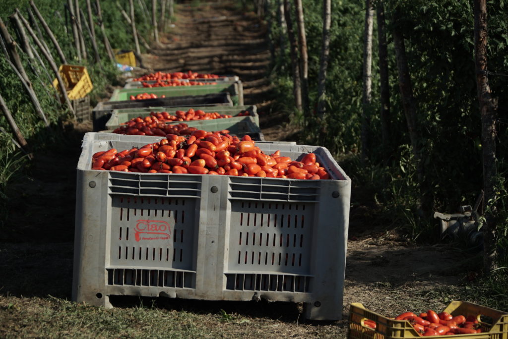 Ciao, il sapore vero del San Marzano del sud Italia