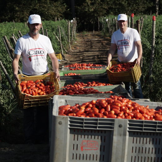 Ciao, il sapore vero del San Marzano del sud Italia