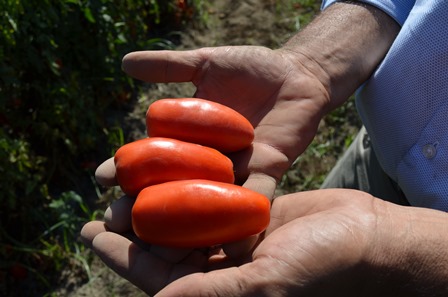 Ciao, il sapore vero del San Marzano del sud Italia