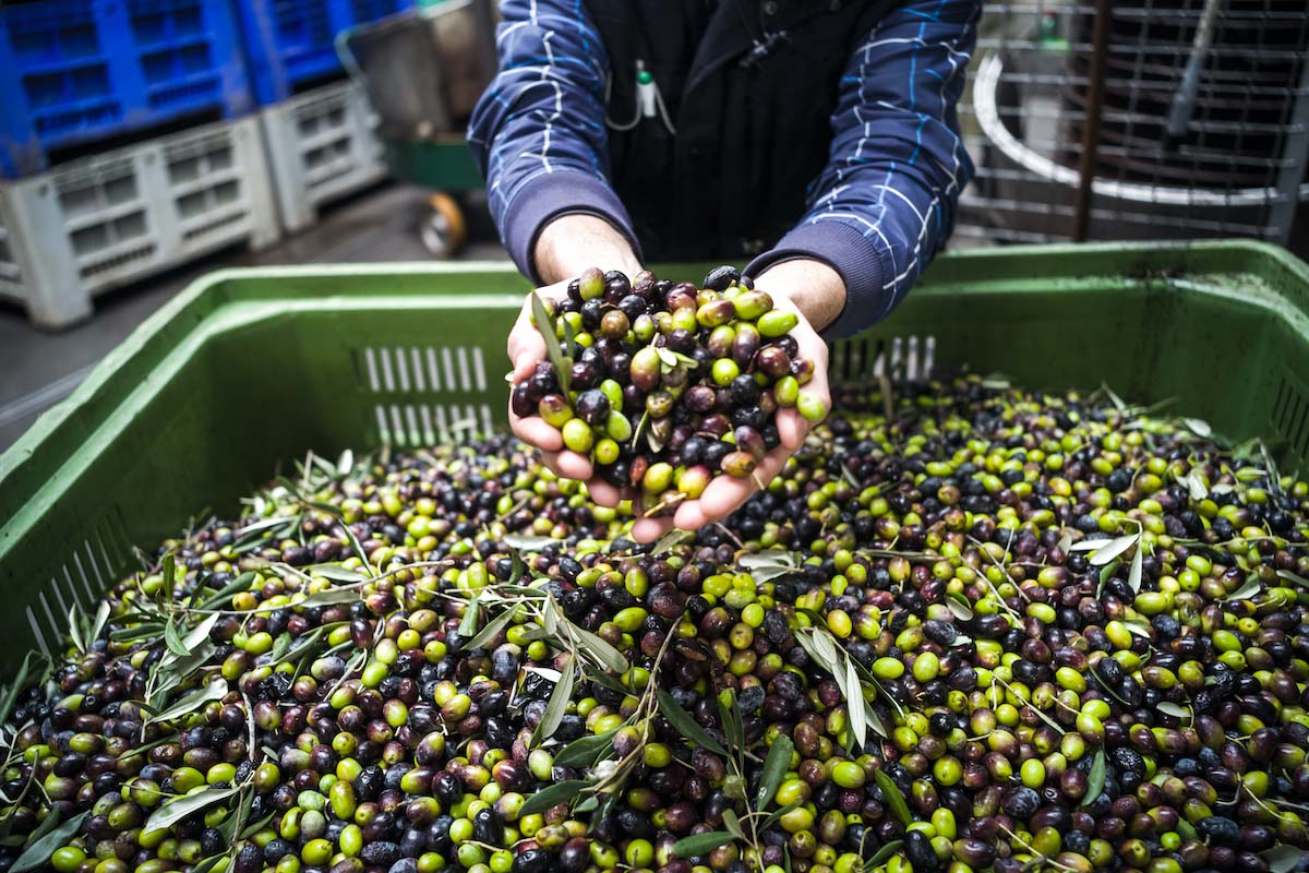 agroalimentare olio cooperative