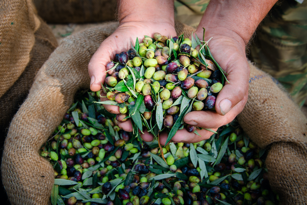 raccolta olive olio