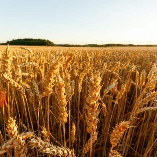 campo di grano glossario farine