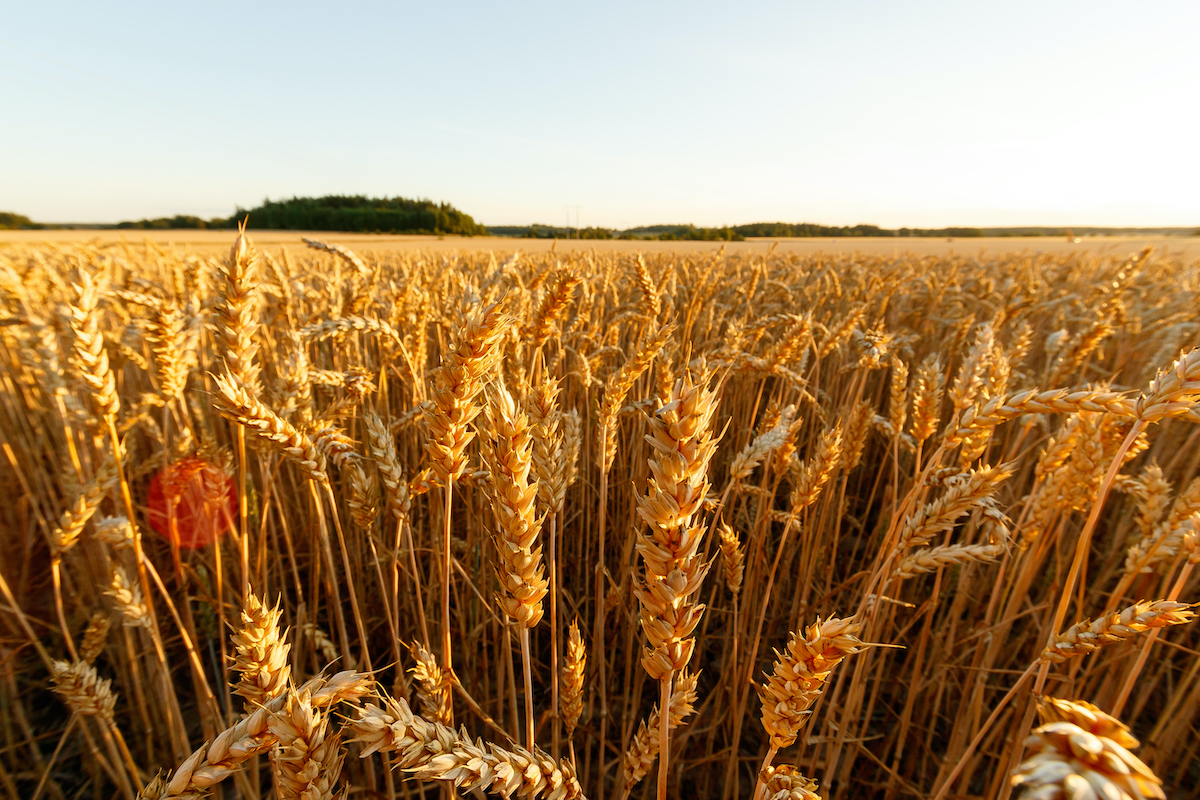 campo di grano glossario farine