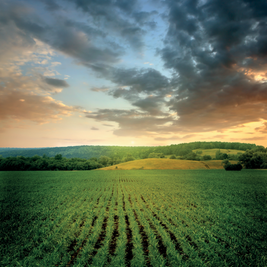 Organic farming