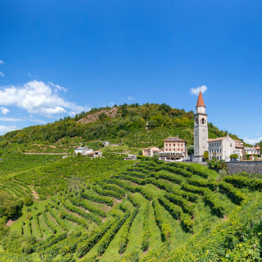 Prosecco Conegliano vendemmia