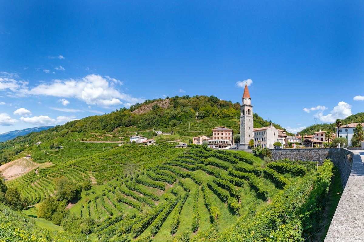 Prosecco Conegliano vendemmia