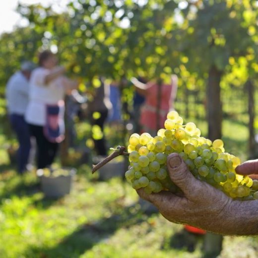 Vendemmia 2019