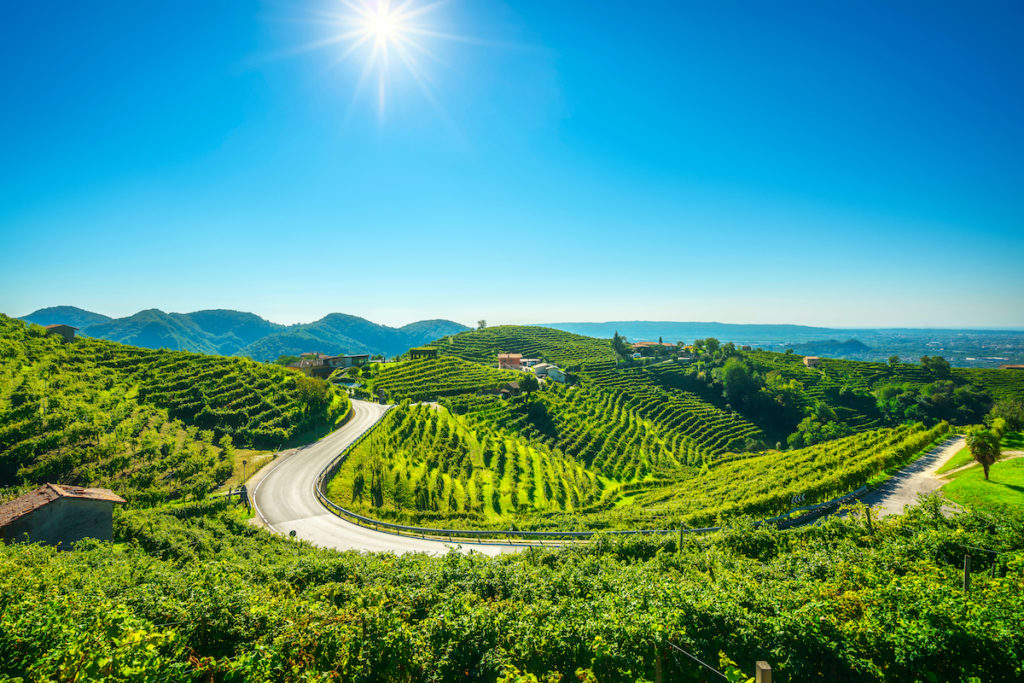 vigneto produzione vino