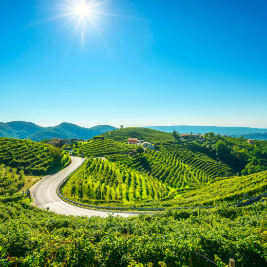 vigneto produzione vino