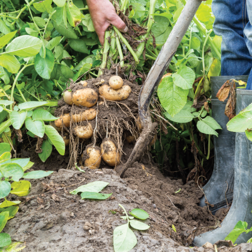 Farm Frites sostenibilità raccolta patate