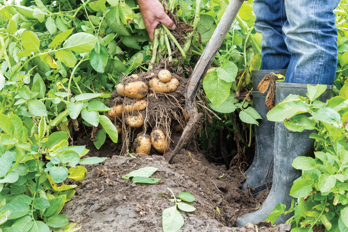 Farm Frites raccolta