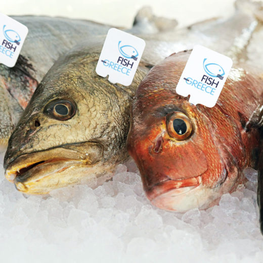 Fish from Greece Hapo pesce