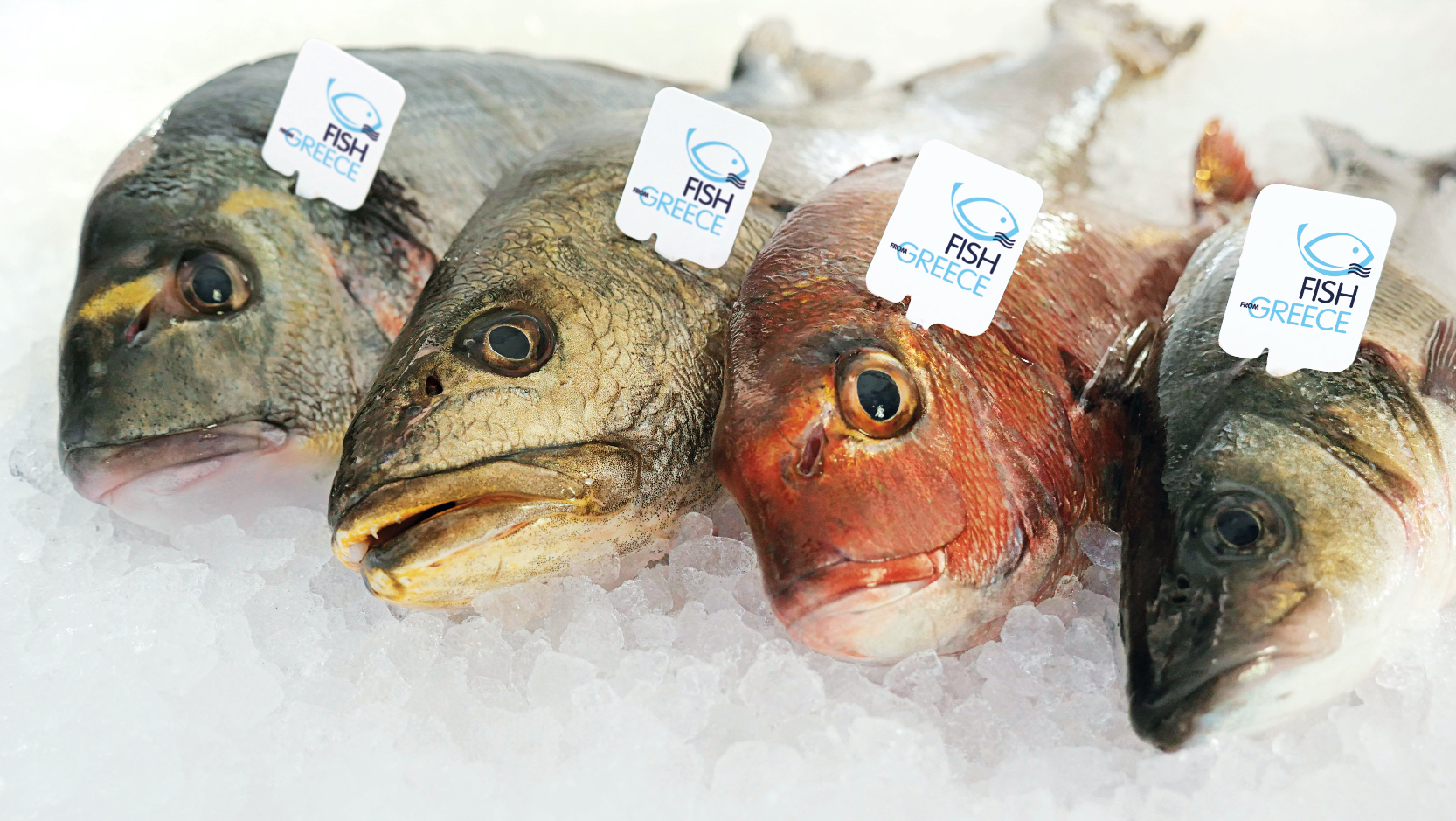 Fish from Greece Hapo