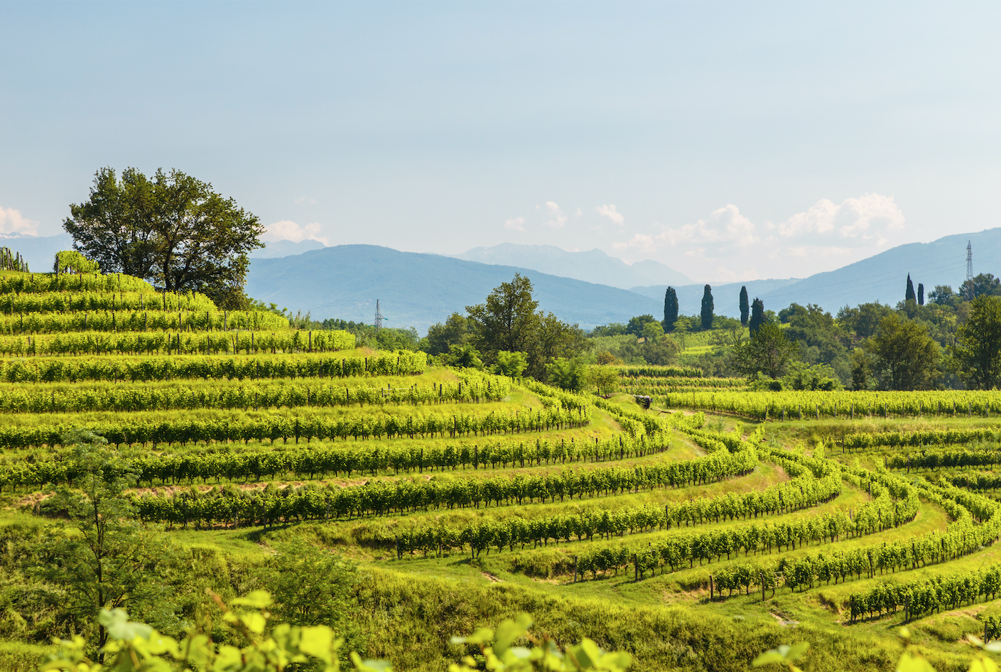 Collio friulano