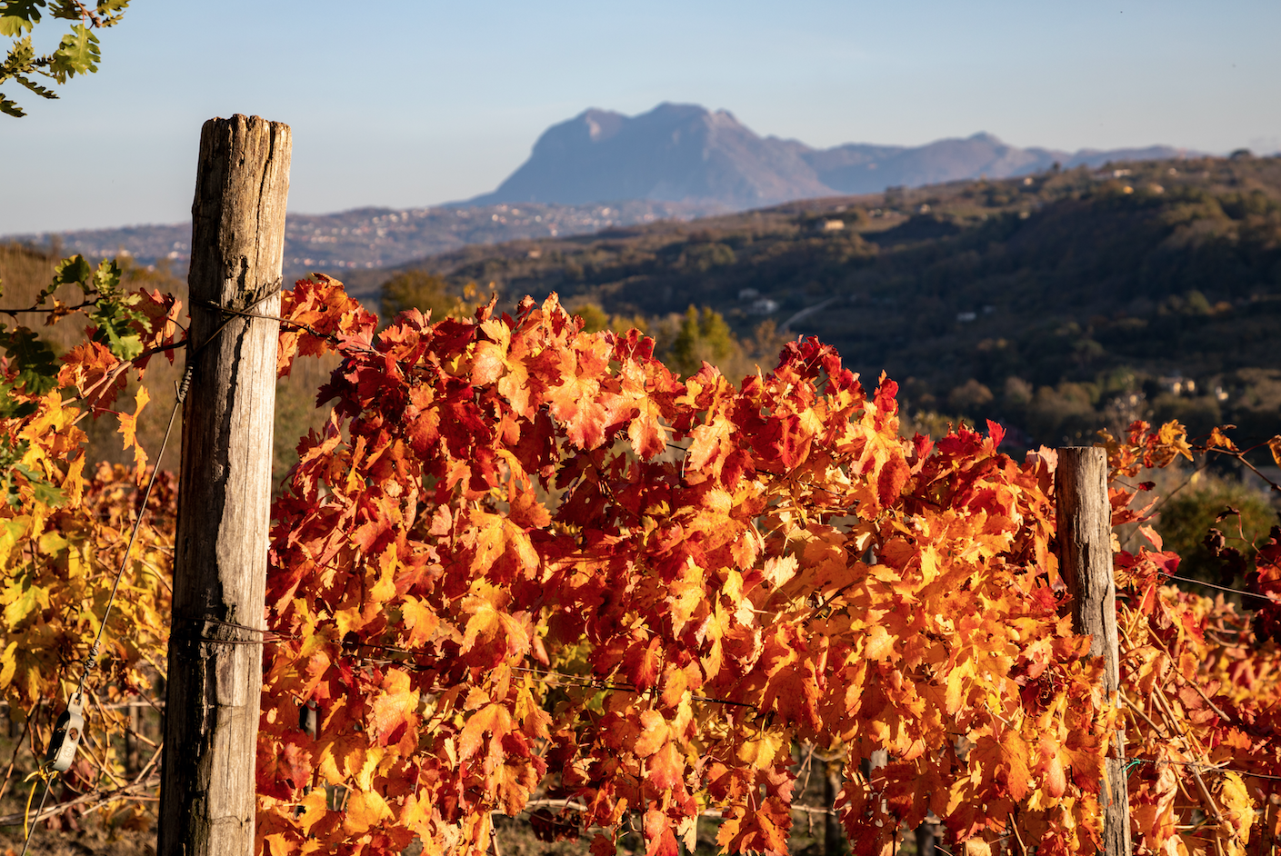 vigneti campania taurasi