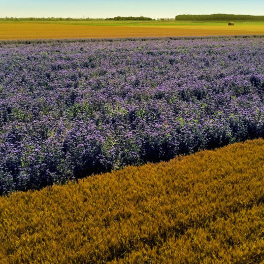 Molino Pivetti Farine sostenibili