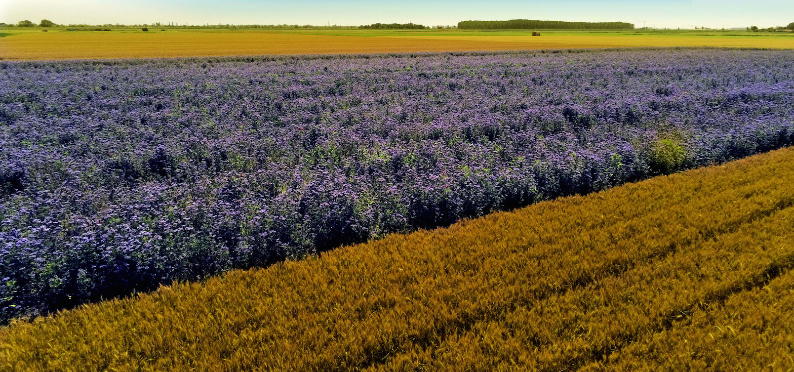 campo farine sostenibili molini pivetti