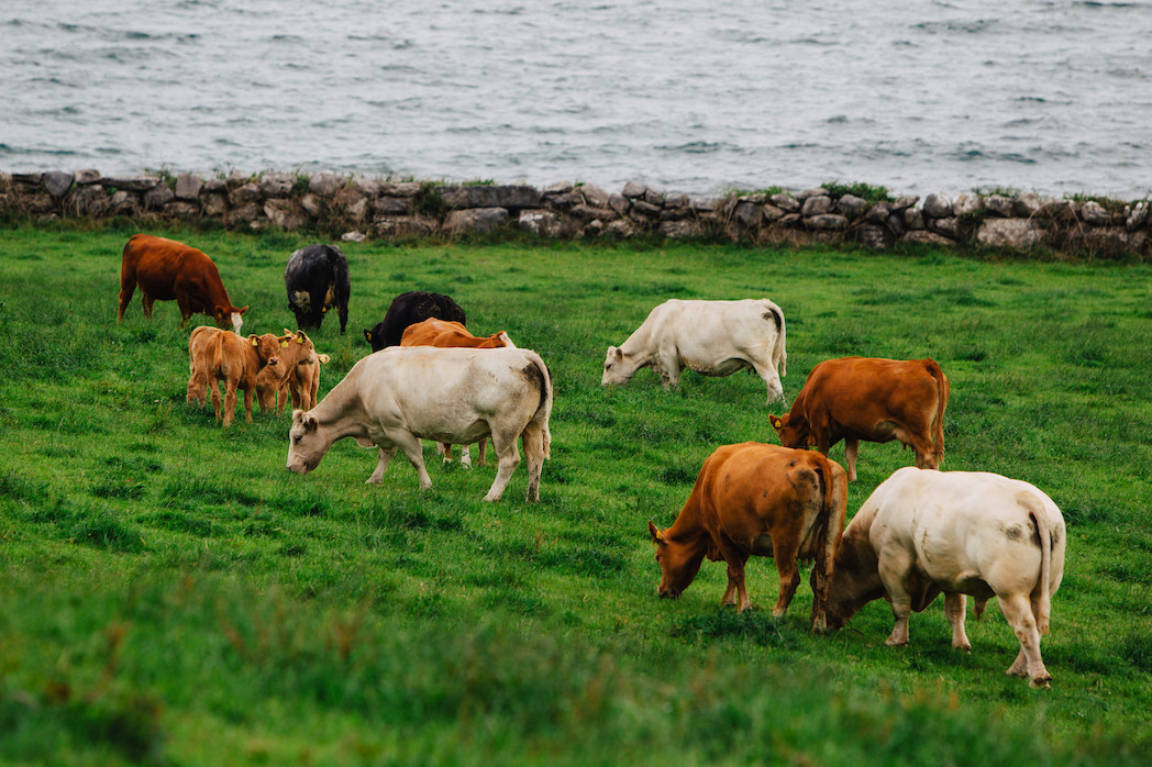 carne irlandese bovina bord bia