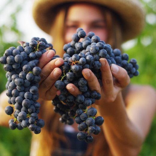 vendemmia verde bellanova