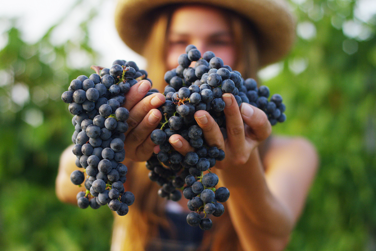 vendemmia verde bellanova