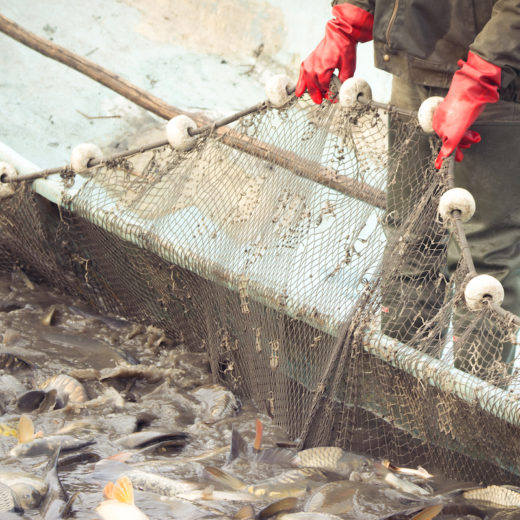 pesce sovrasfruttamento dei mari fao allarme