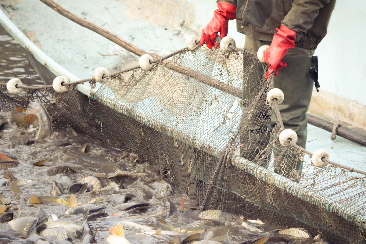 pesce sovrasfruttamento dei mari fao allarme