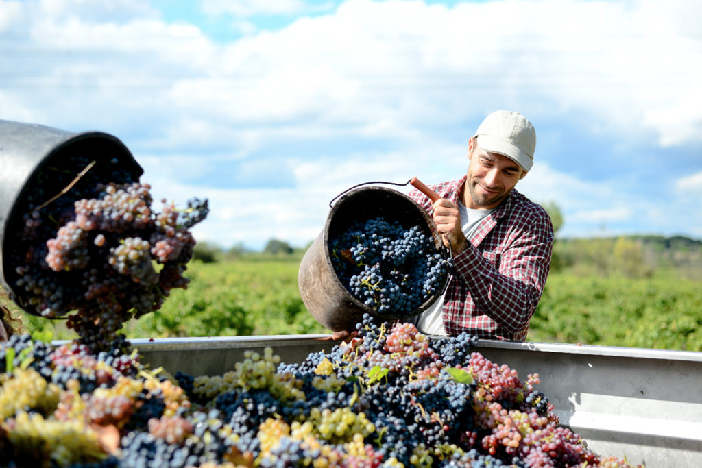 vendemmia manuale