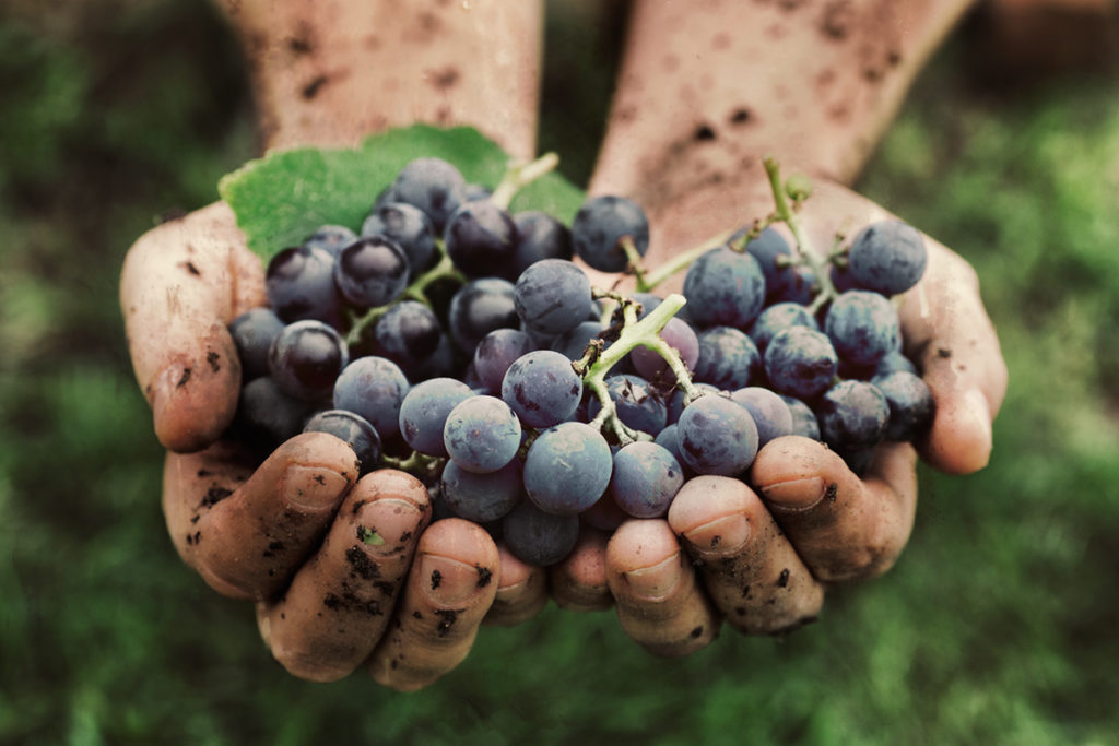 vendemmia manuale