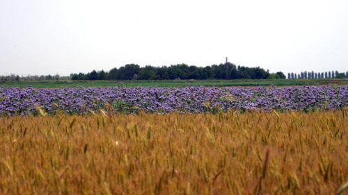 sostenibilita molini pivetti tavola rotonda