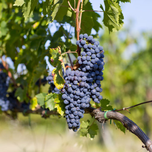 brunello di montalcino 2016 luca gardini