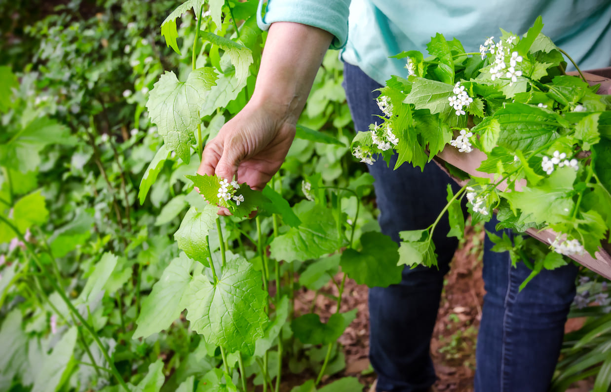 food trend foraging