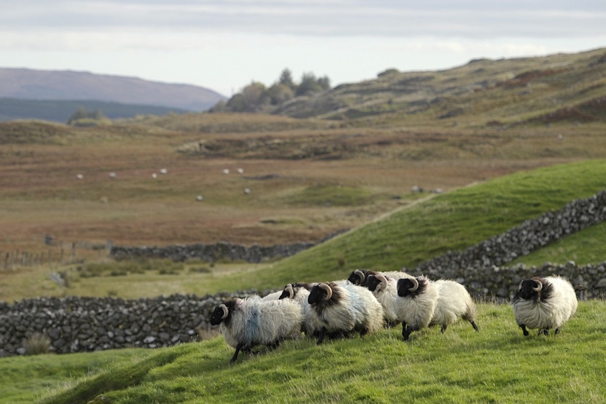 Bord Bia Irish Ill Lamb