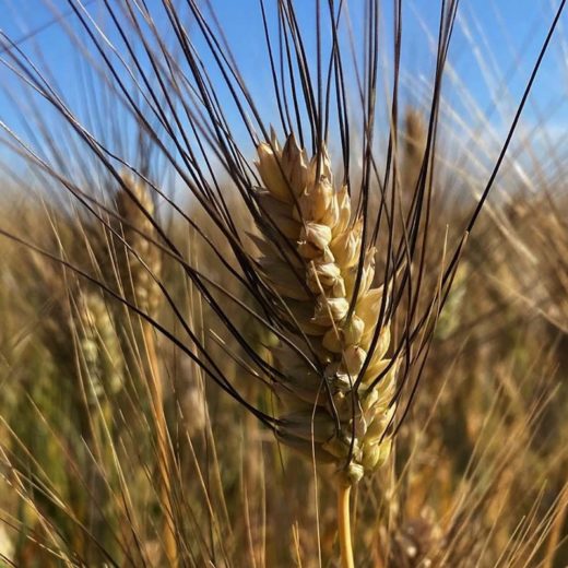 F.lli Cellino grano