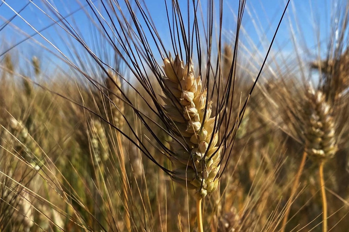 F.lli Cellino grano