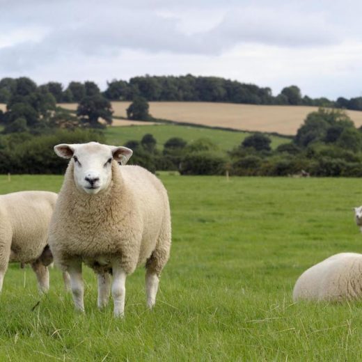 carne di agnello irlanda