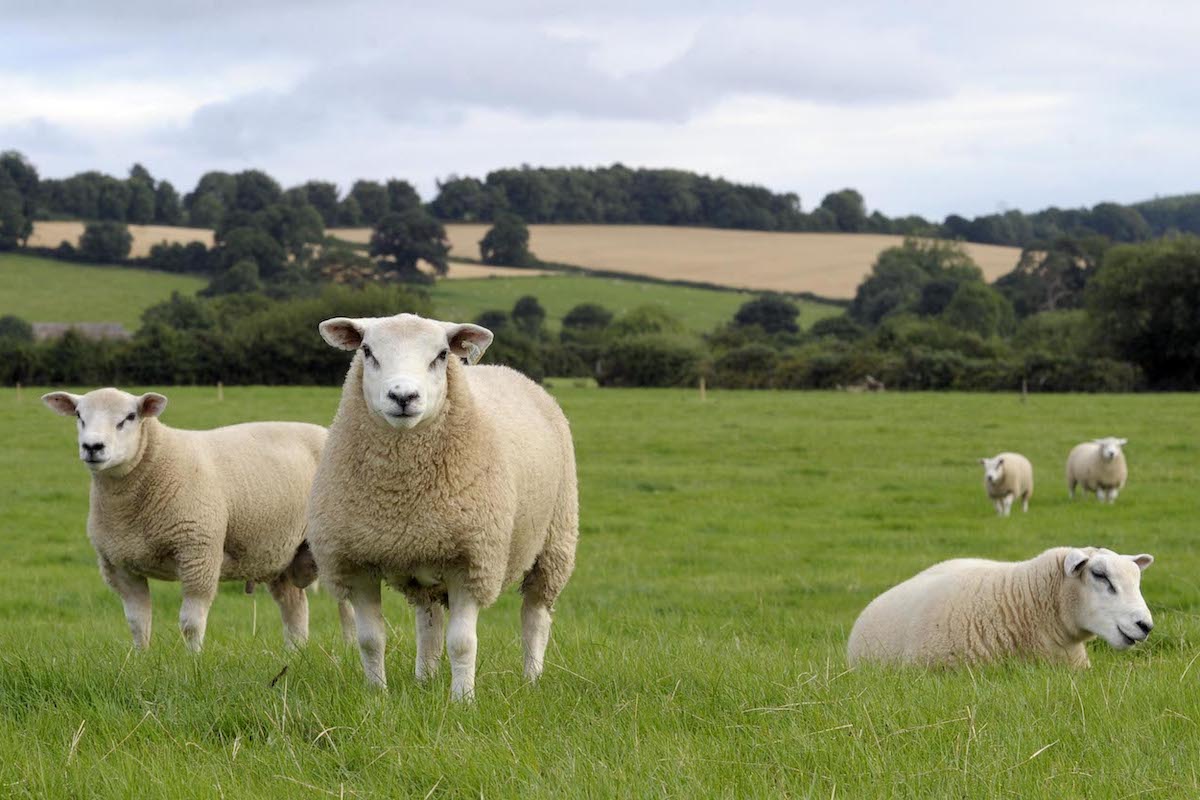 carne di agnello irlanda